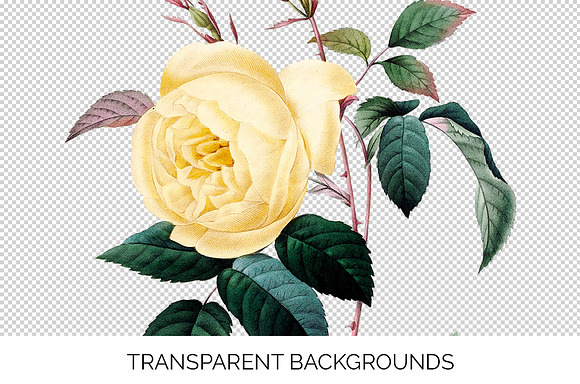 Rose Yellow Flowers in Illustrations - product preview 2