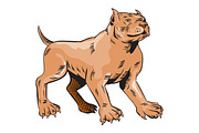 Pitbull Dog Mongrel Standing Etching