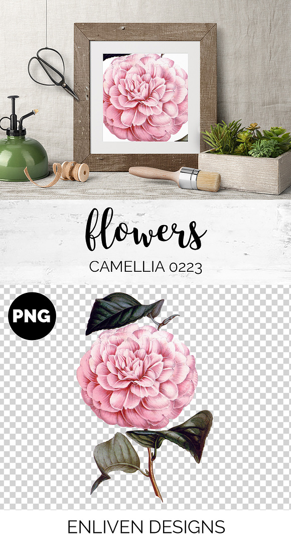 Camellia Pink Flowers in Illustrations - product preview 1