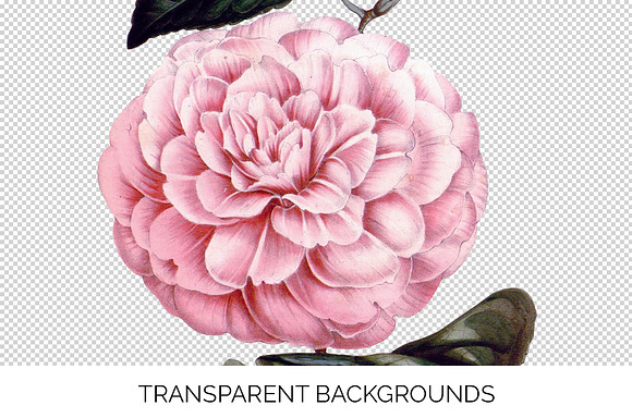 Camellia Pink Flowers in Illustrations - product preview 2