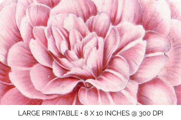 Camellia Pink Flowers in Illustrations - product preview 4