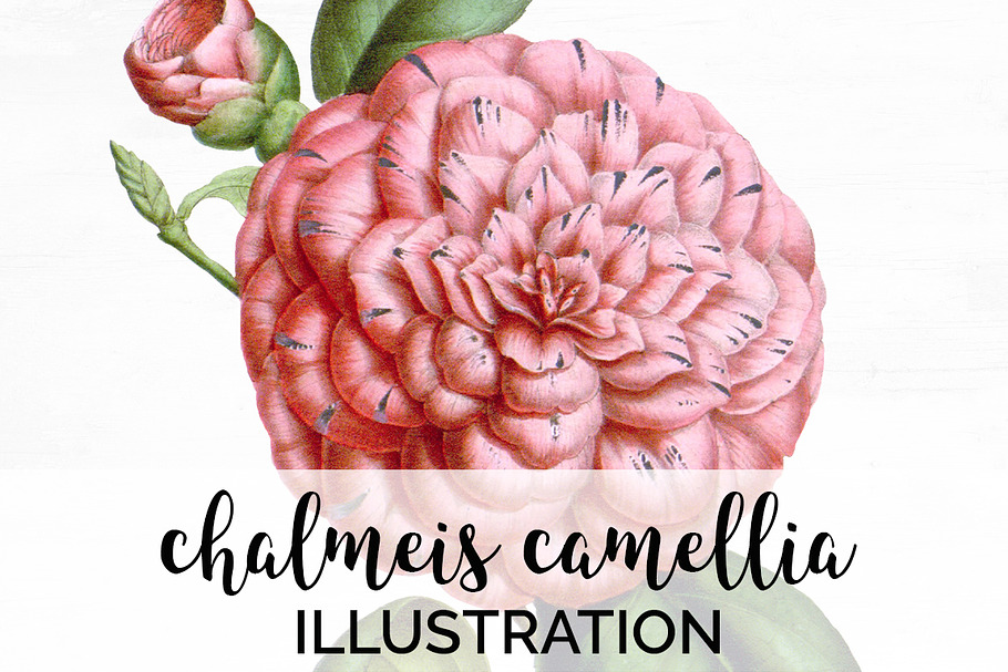 Camellia Pink Flowers