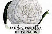 Candor Camellia Vintage Flowers