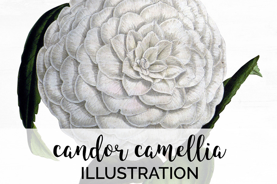 Candor Camellia Vintage Flowers in Illustrations - product preview 8
