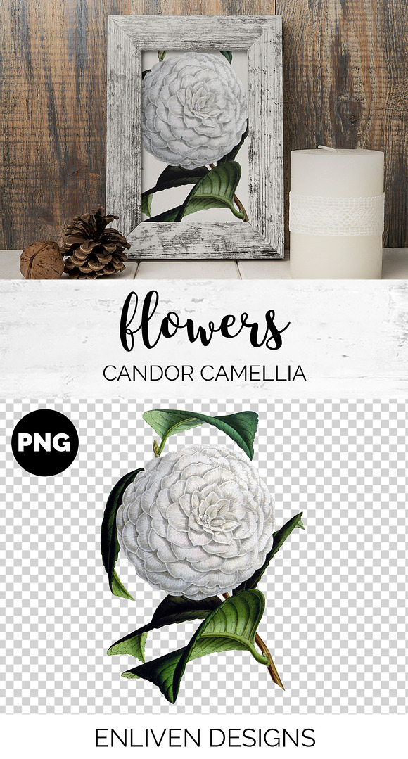 Candor Camellia Vintage Flowers in Illustrations - product preview 1