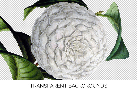 Candor Camellia Vintage Flowers in Illustrations - product preview 2