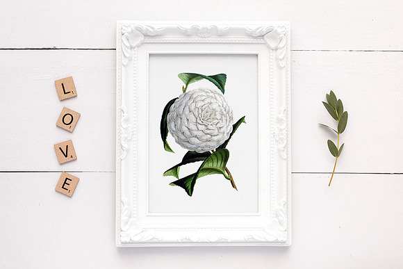 Candor Camellia Vintage Flowers in Illustrations - product preview 3