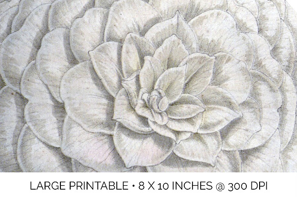 Candor Camellia Vintage Flowers in Illustrations - product preview 4