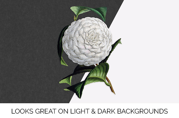 Candor Camellia Vintage Flowers in Illustrations - product preview 6