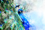 Peacock - watercolor illustration po