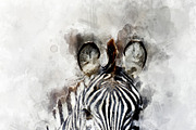 Zebra - watercolor illustration port