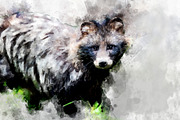 Raccoon - watercolor illustration po
