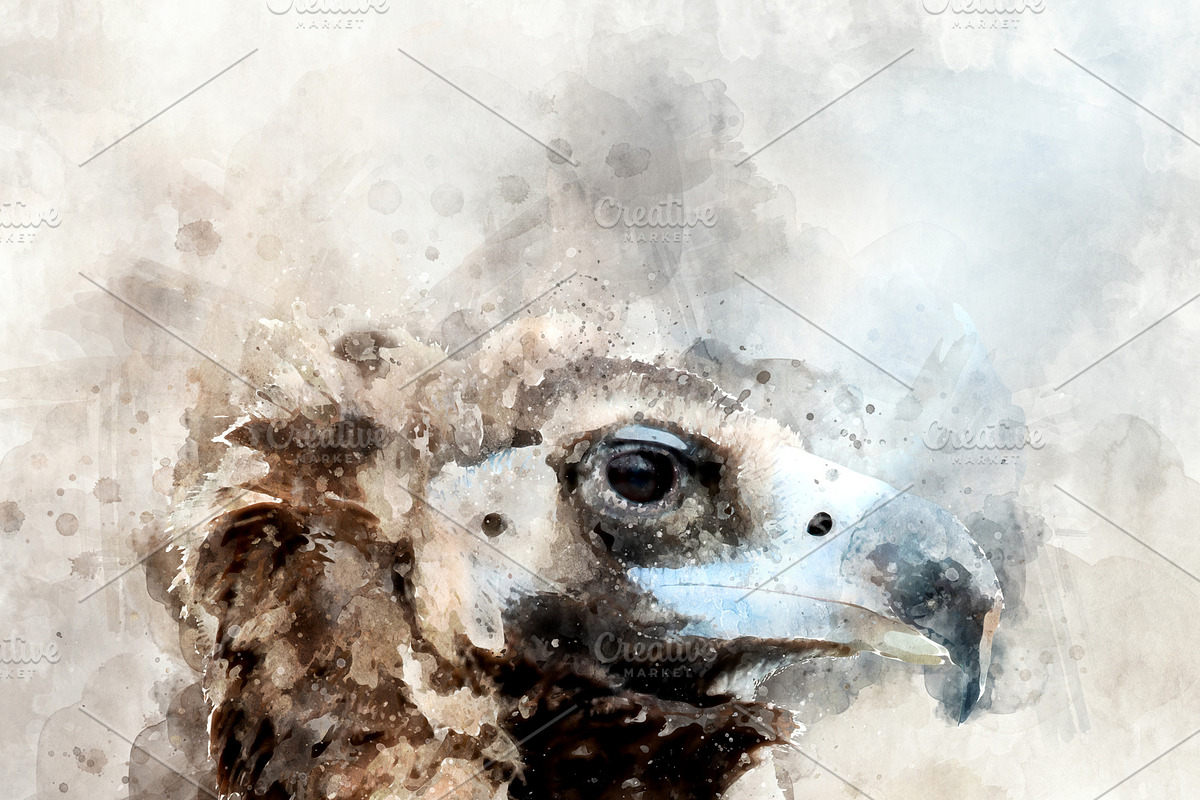 Vulture - watercolor illustration po in Illustrations - product preview 8