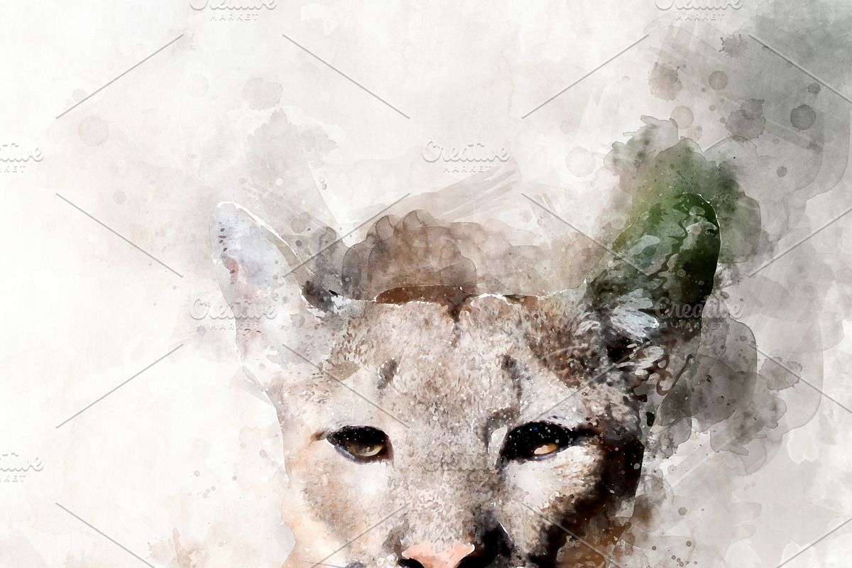 Cougar - watercolor illustration por in Illustrations - product preview 8