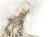 Cheetah - watercolor illustration po