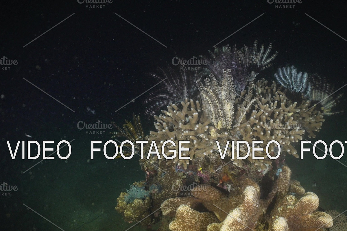 Coral reef. Philippines, Mindoro. in Graphics - product preview 8