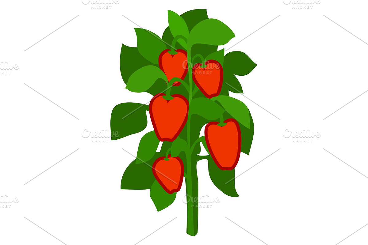 Homegrown Ripe Red Bell Peppers with in Illustrations - product preview 8