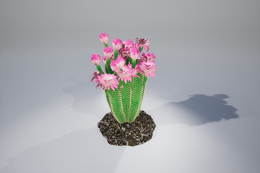 Cactus GGF in Nature - product preview 7