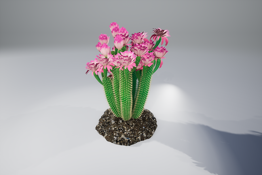 Cactus GGF in Nature - product preview 8