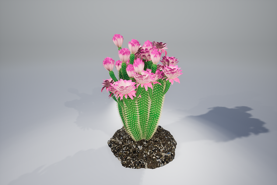 Cactus GGF in Nature - product preview 12