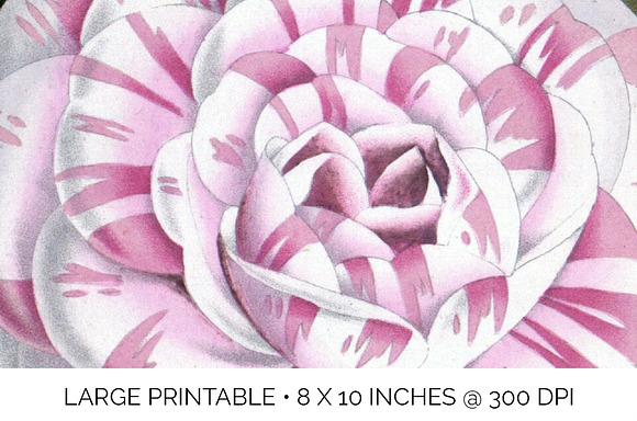 Camellia Pink Flowers in Illustrations - product preview 4