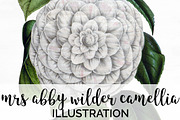 mrs abby wilder camellia Vintage