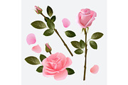 Rose collection. Beautiful plant