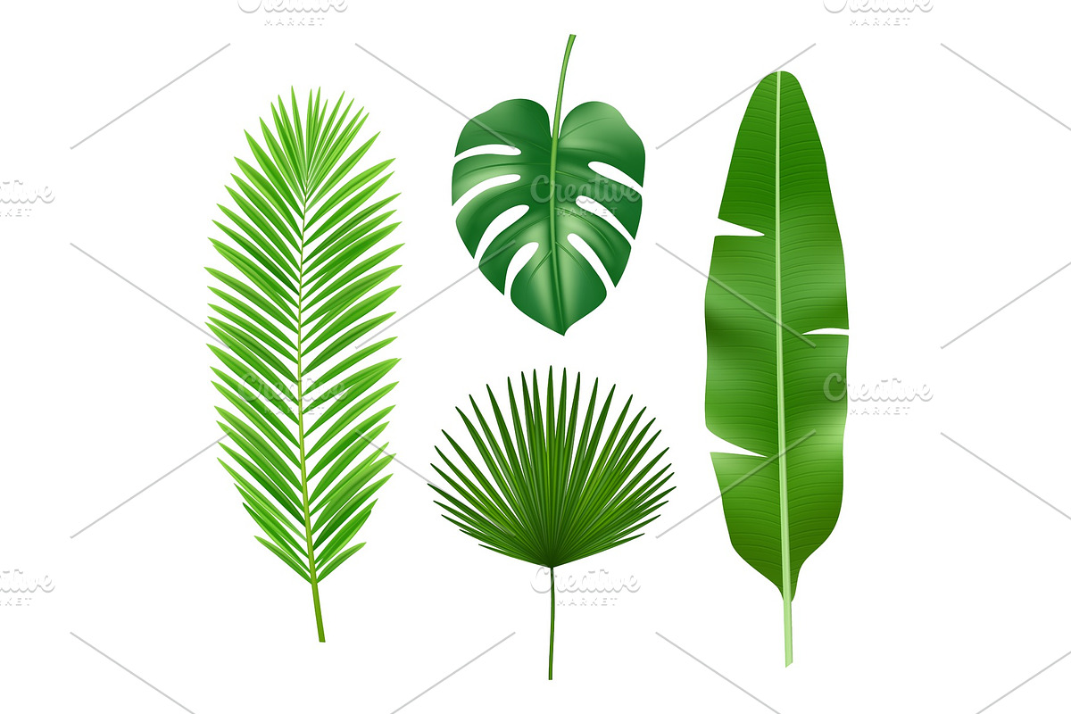 Tropical leaves. Jungle green plant in Graphics - product preview 8