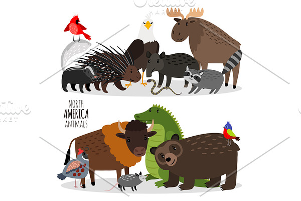 Popular North America animals groups