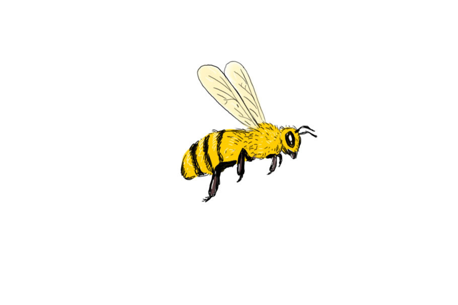 Animation Bee Flying To Side Drawing