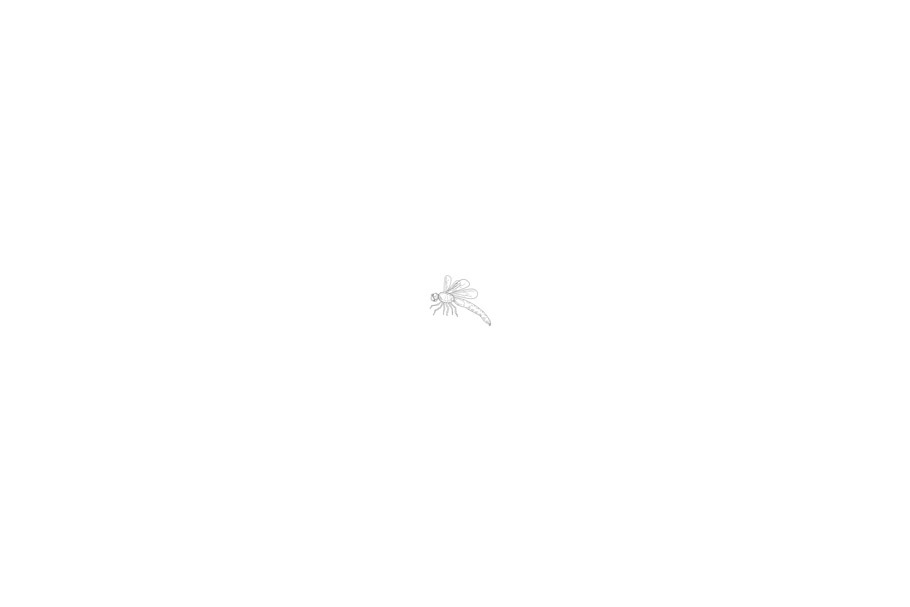 Animation Dragonfly Flying Drawing 