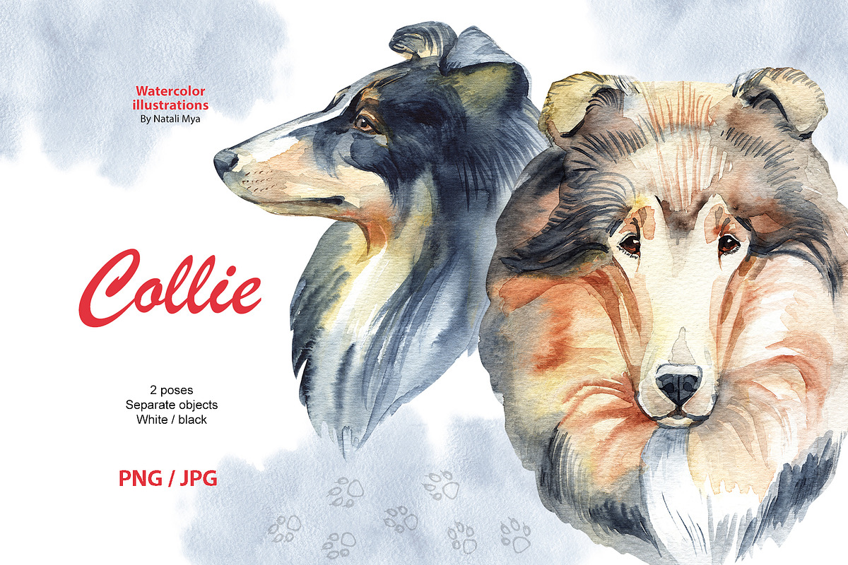  Watercolor dog - Collie in Illustrations - product preview 8