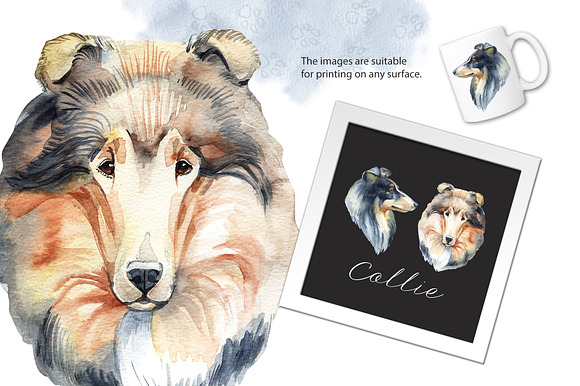  Watercolor dog - Collie in Illustrations - product preview 1