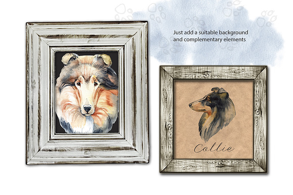  Watercolor dog - Collie in Illustrations - product preview 2