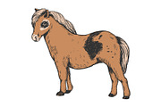 Pony small horse color engraving