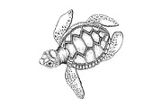 Turtle engraving style vector
