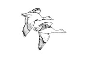 Flying ducks engraving vector