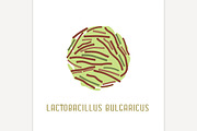 Lactobacillus Bulgaricus Image