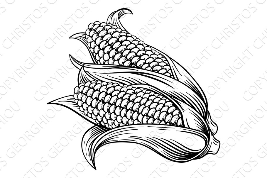 Sweet Corn Ear Maize Woodcut Etching in Illustrations - product preview 8
