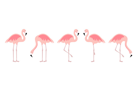 Exotic bird flamingo collection in Illustrations - product preview 1