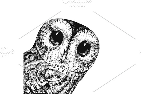 Cute Owl Illustration The Baby Owl