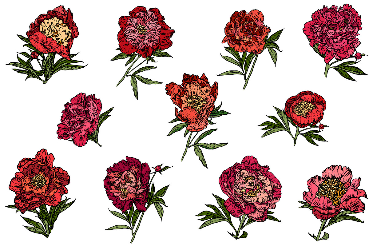 A set of peonies. in Illustrations - product preview 8