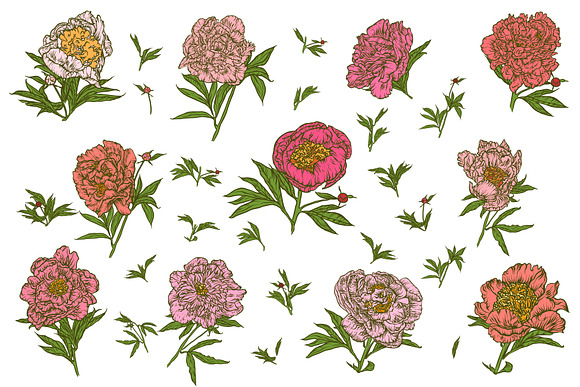 A set of peonies. in Illustrations - product preview 7