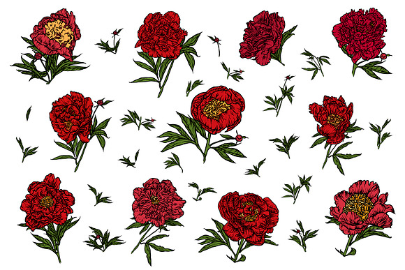 A set of peonies. in Illustrations - product preview 8