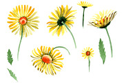 Yellow chamomile Watercolor png 