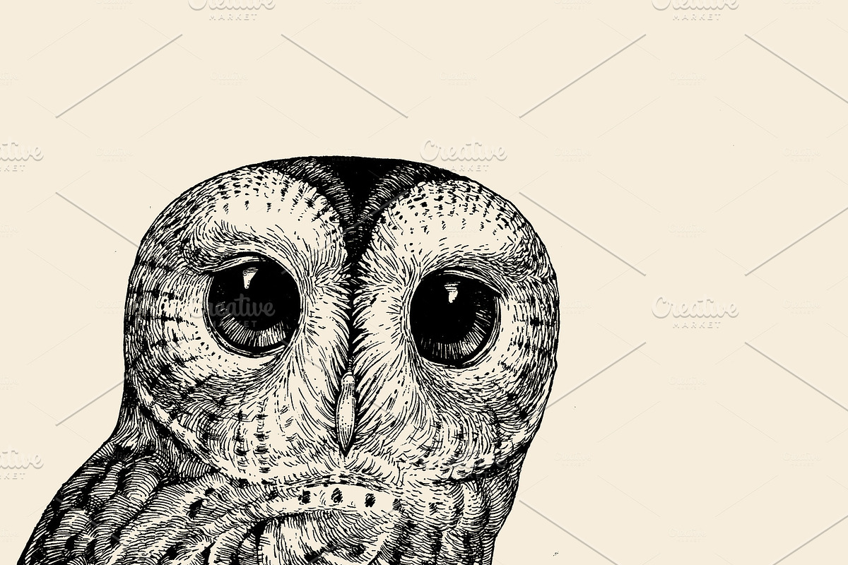 Cute Baby Owl Black On A White in Illustrations - product preview 8