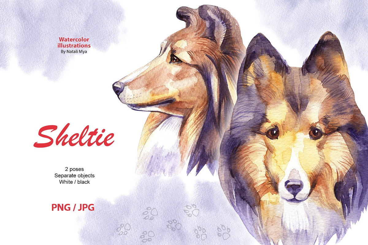 Watercolor dog - Sheltie in Illustrations - product preview 8