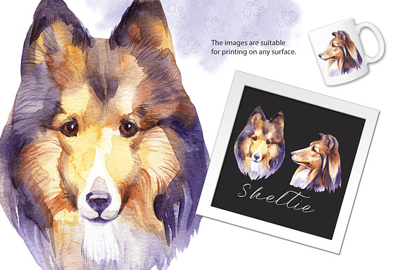 Watercolor dog - Sheltie in Illustrations - product preview 1