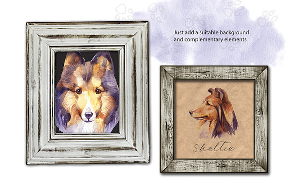 Watercolor dog - Sheltie in Illustrations - product preview 2
