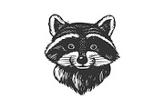 Raccoon head engraving vector